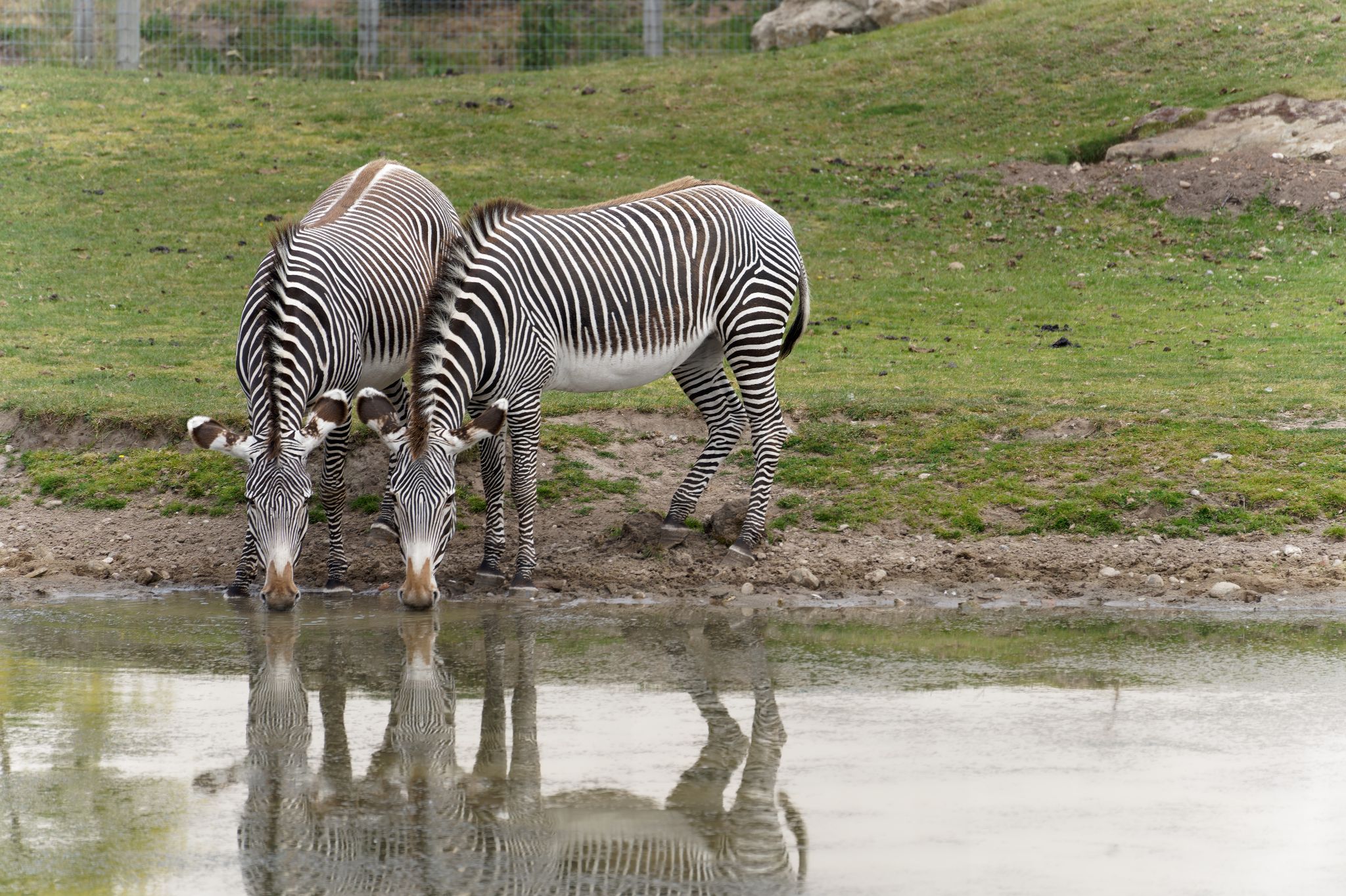 June 2022: Yorkshire Wildlife Park